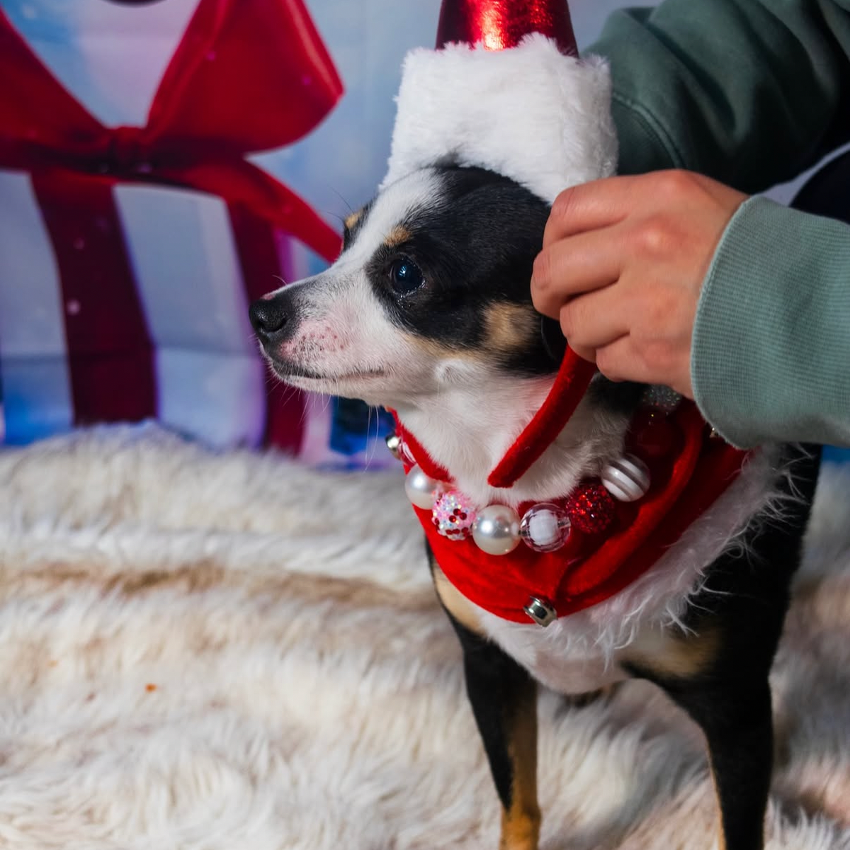 Dog wearing a festive outfit the Elfie beaded pet collar from the Winter collection featuring alternating red and white beads in rhinestone bayberries, pearls, flat and solid textures. 