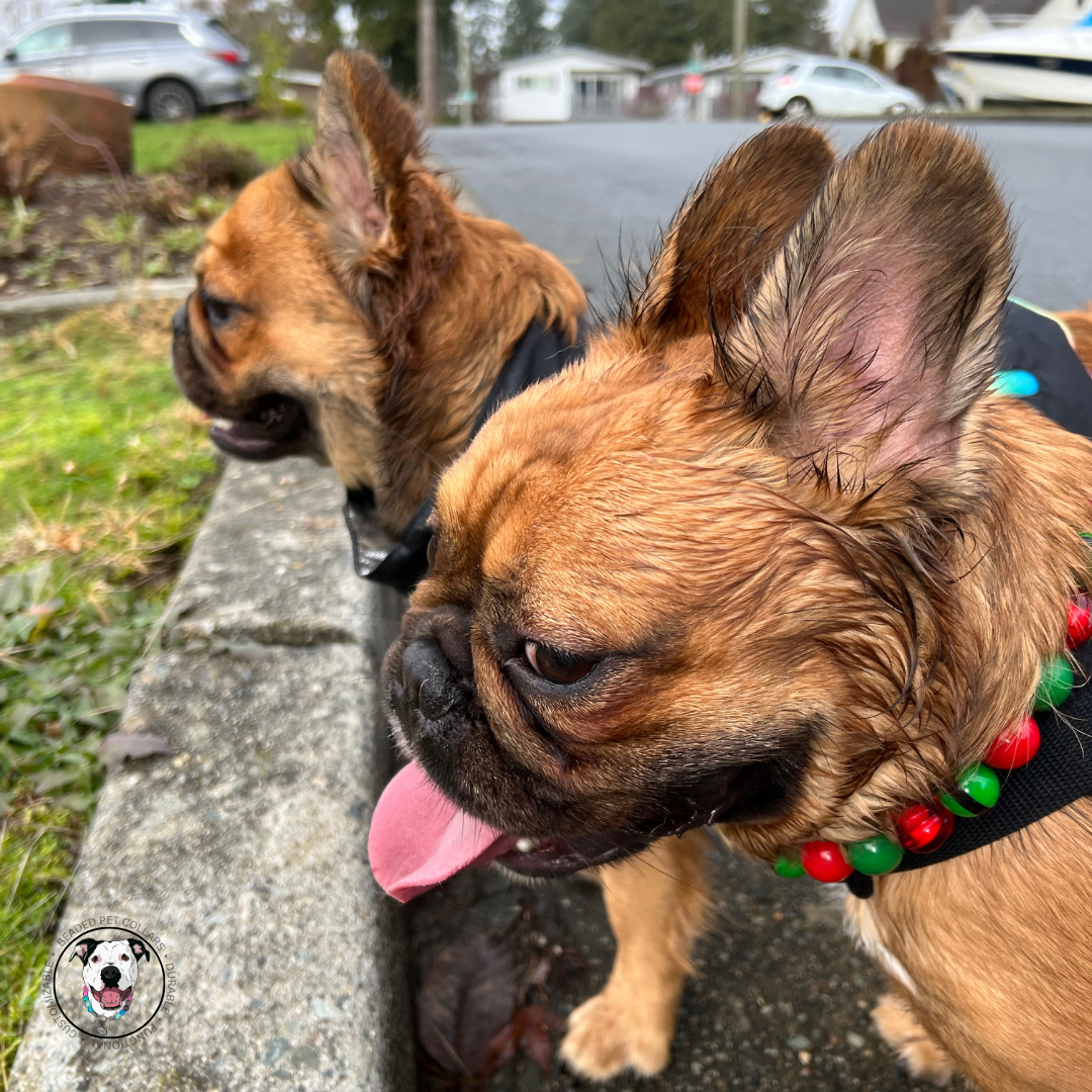 POPNCO Elf on a Shelf beaded Pet Collar. Winter Holiday Collection with alternating green belt beads with Red and Green acrylic and resin beads on Aircraft Grade Stainless Steel Wire. French Bulldog hugo wearing alternating green belt beads with Red and Green acrylic and resin beads from the Holiday winter Collection Beaded pet collars called Elf on a Shelf