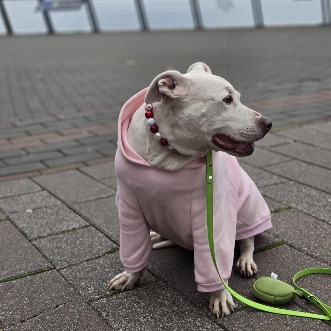 Dog in a pink outfit sitting on a paved area wearing the Elfie beaded pet collar from the Winter collection featuring alternating red and white beads in rhinestone bayberries, pearls, flat and solid textures. 