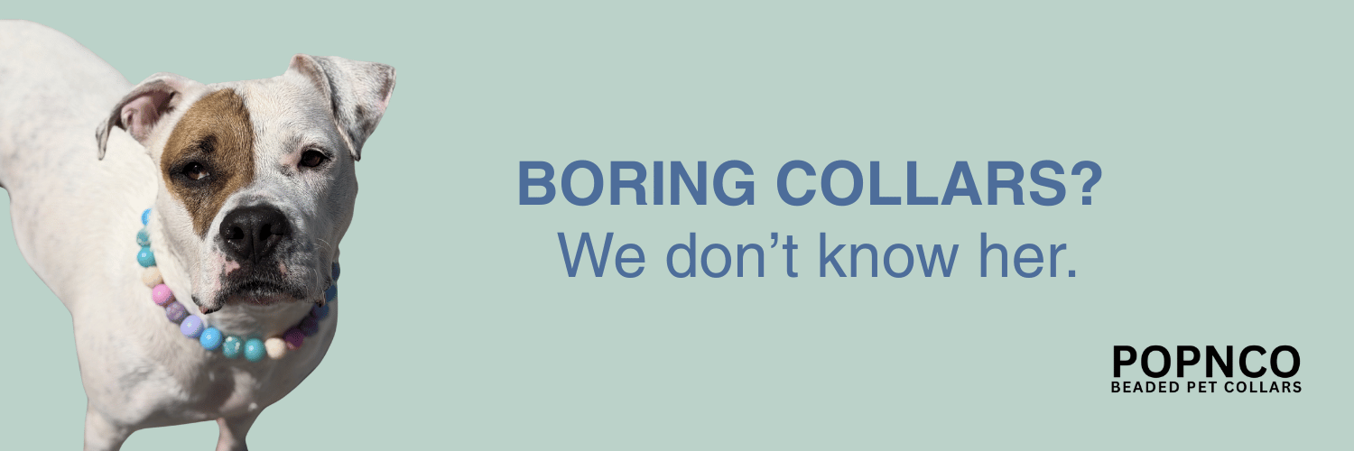 Dog wearing a colorful beaded collar with text 'BORING COLLARS? We don't know her.' and 'POPNCO' on a light blue background.