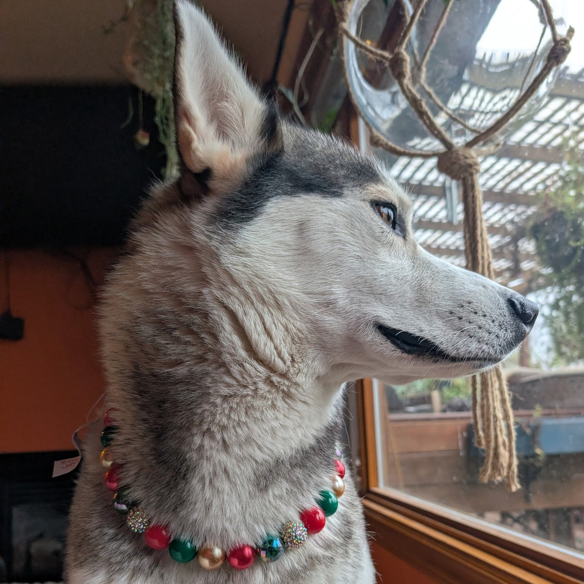 Dog wearing Red, Green and Gold Winter Collection Beaded Pet Collar named Ebenezer. Featuring Solid, Pearl, Crackle and Rhinestone Bayberry Acrylic and Resin beads on Aircraft Grade Stainless Steel Wire indoors with a window in the background