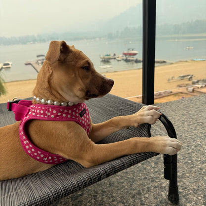 A tan dog wearing a pink polka-dot harness with a pearl collar rests on a gray pet cot, looking out a large window toward a beach and lake view.