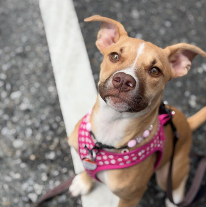 A tan and white dog wearing a pink harness with white polka dots sits on asphalt next to a white painted line.