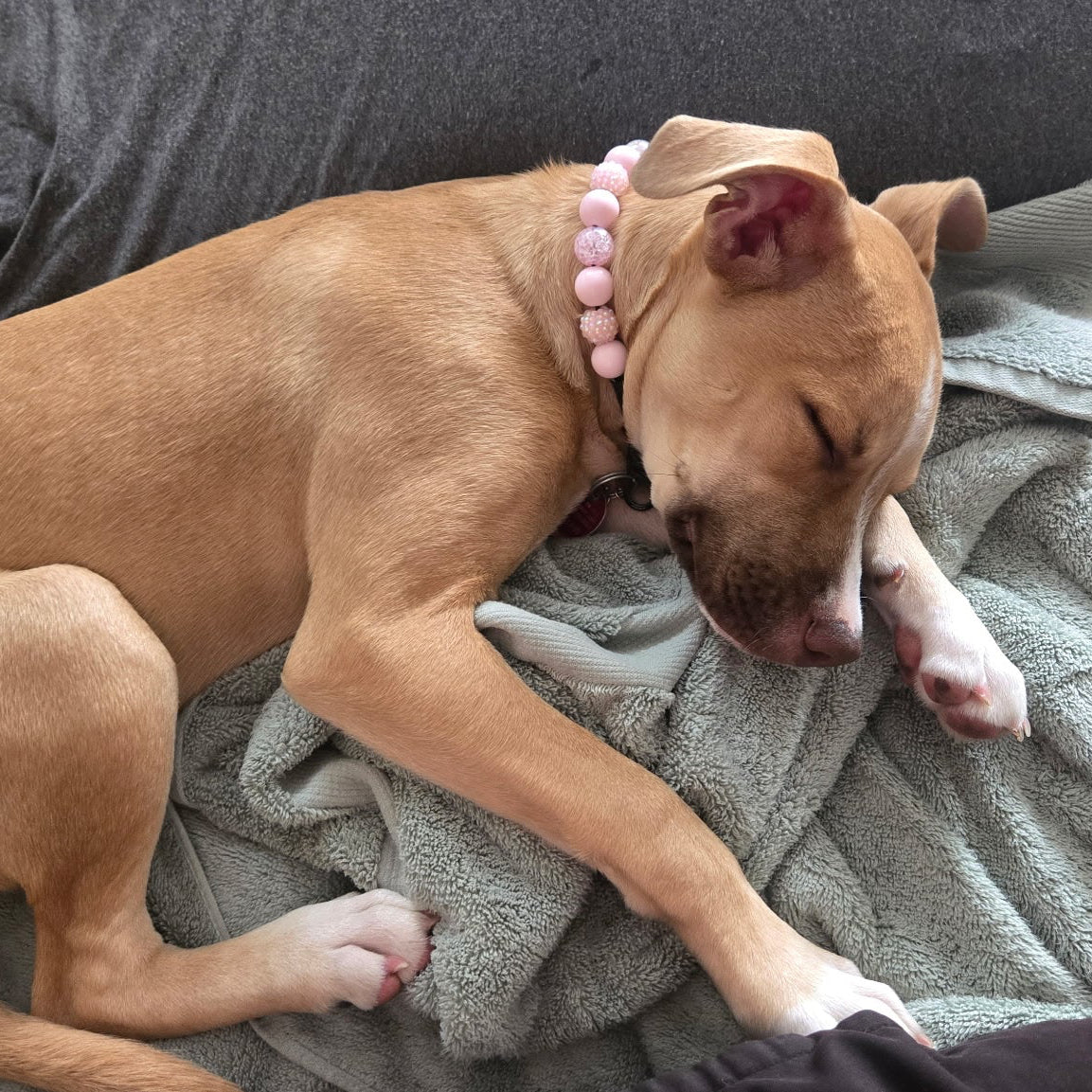 A tan dog sleeping soundly on a gray blanket on a couch, wearing a pink beaded collar.