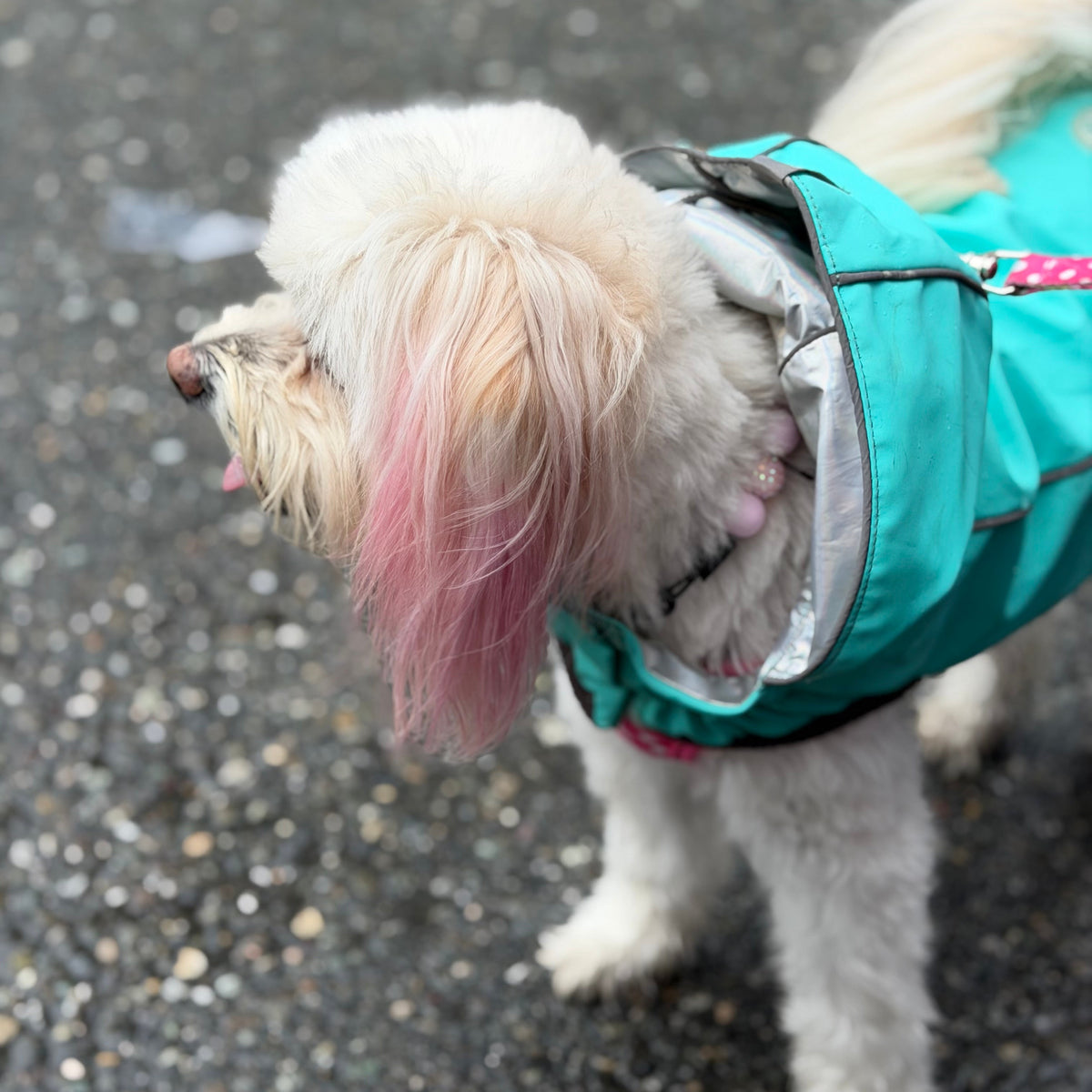 POPNCO Pink Sugar 16mm beaded Pet Collar. A small fluffy white dog standing on asphalt wearing a teal dog raincoat with a pink polka-dot leash and a pink-tipped hairpiece.