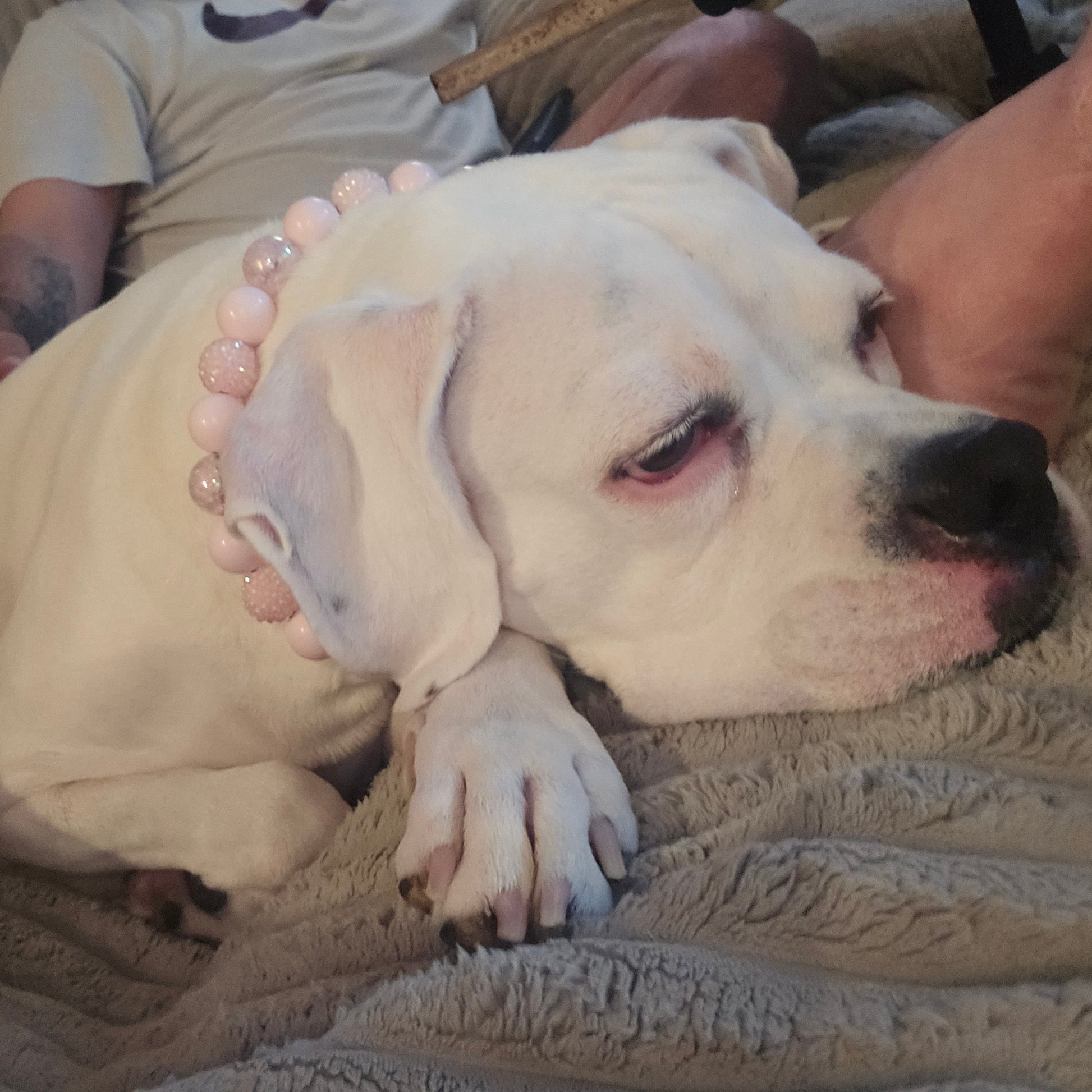 A white dog lying on a textured beige blanket, wearing a light pink beaded collar. A person is visible in the background resting their arm and hand on the dog.