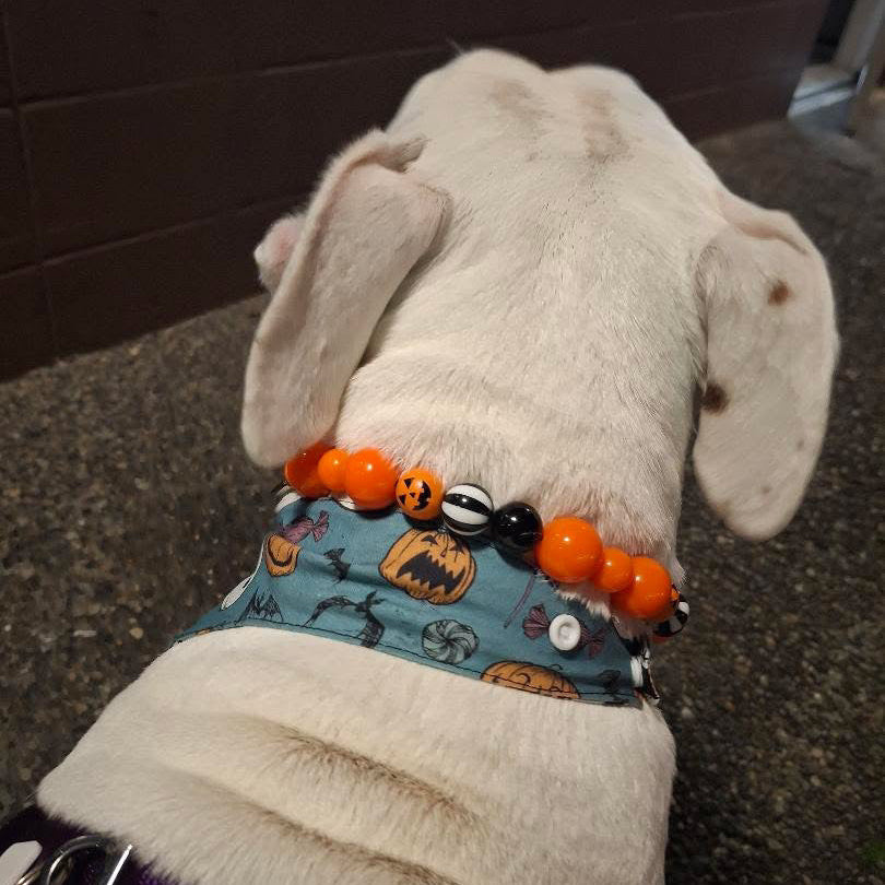 PUMPKIN 🎃