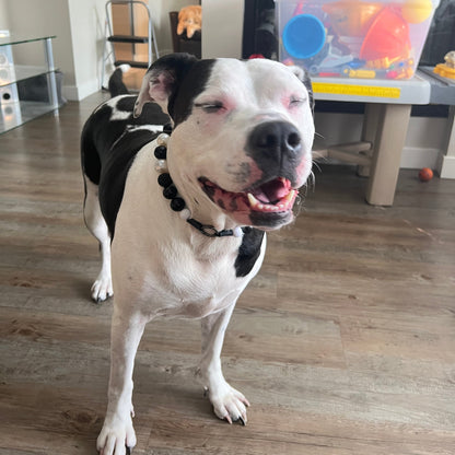 Custom Collar - PANDA