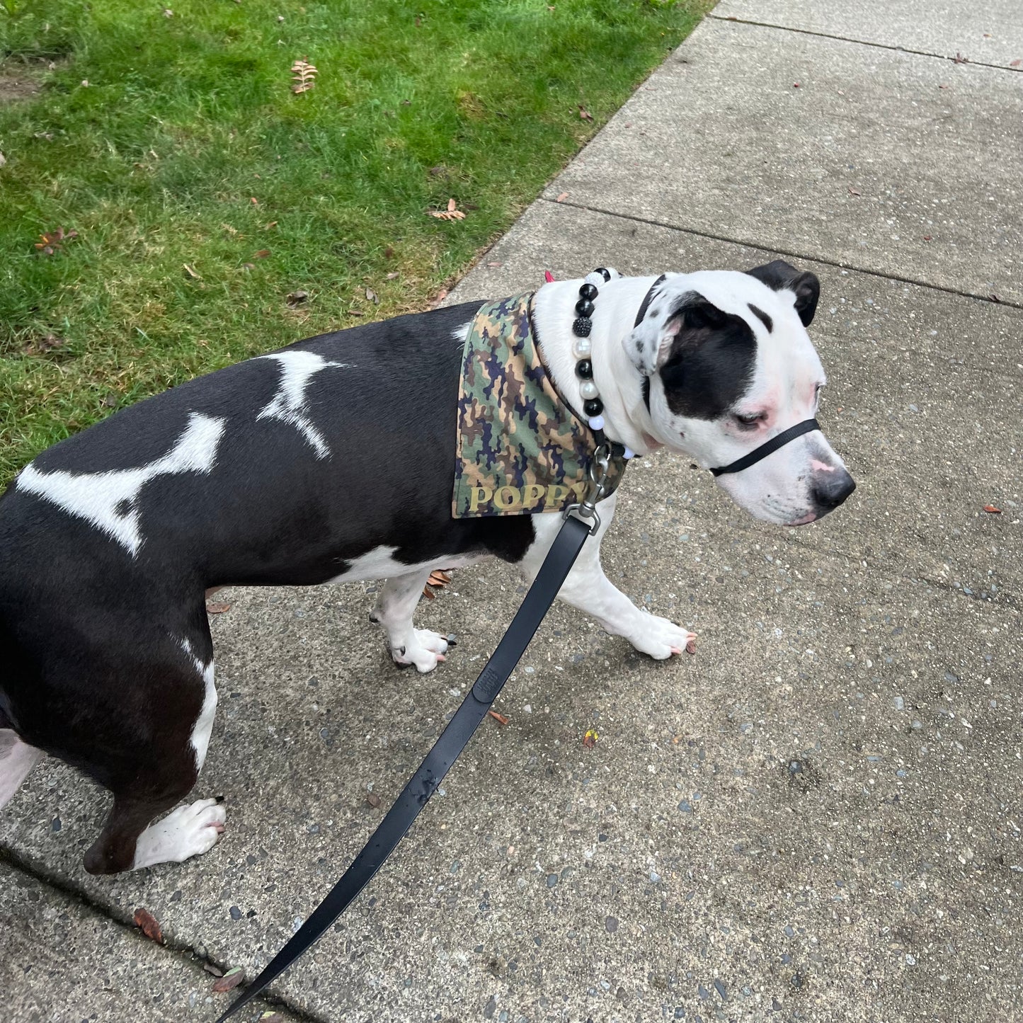 Black and white dog on a leash with a camouflage bandana walking on a sidewalk.