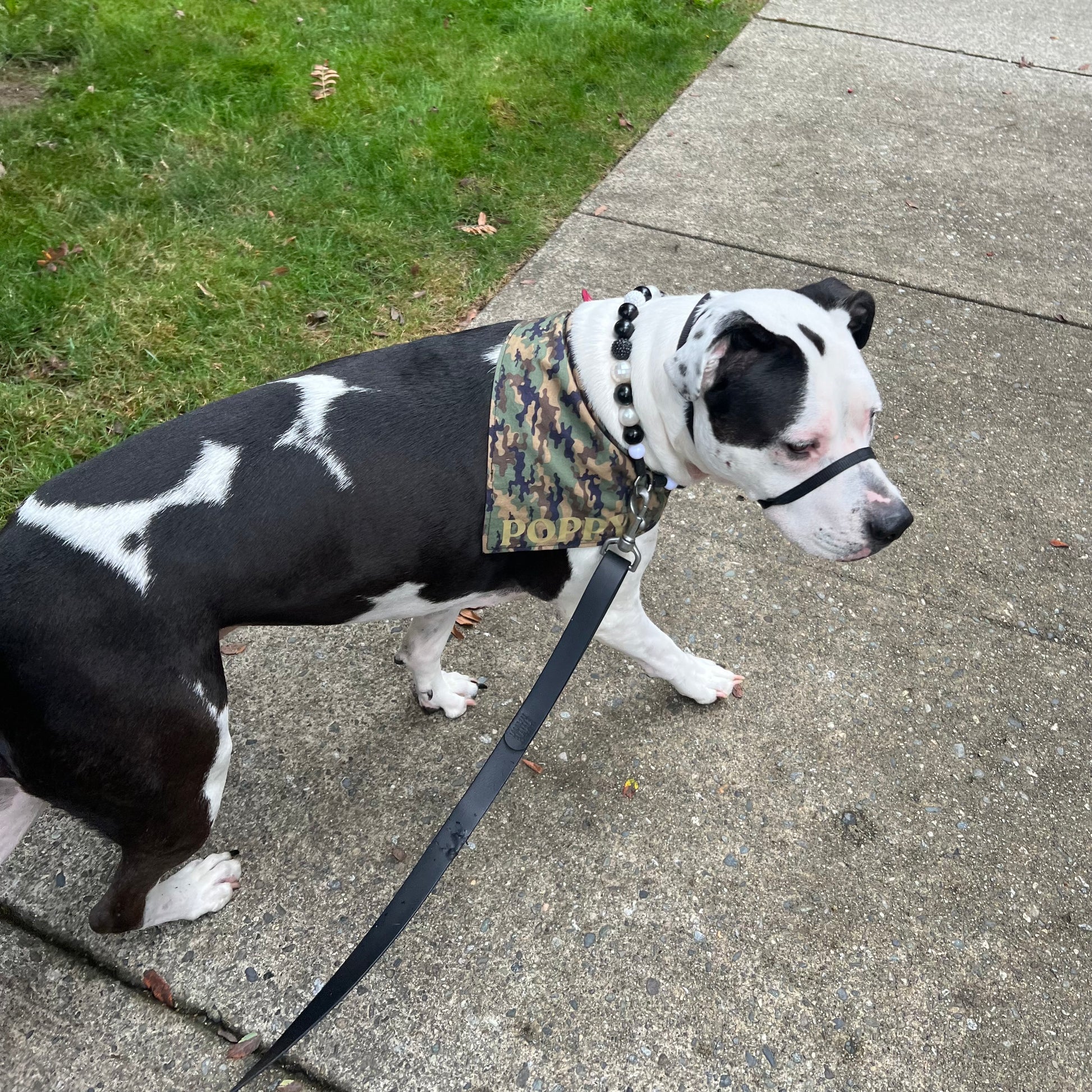 Black and white dog on a leash with a camouflage bandana walking on a sidewalk.