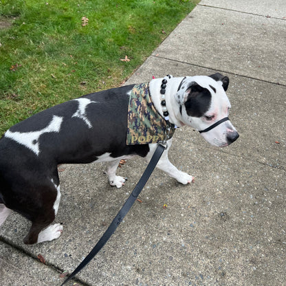 Black and white dog on a leash with a camouflage bandana walking on a sidewalk.