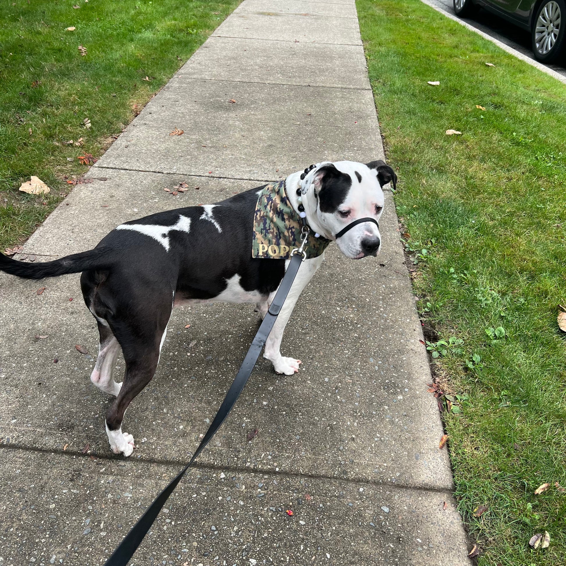 Dog on a leash standing on a sidewalk next to grass POPNCO