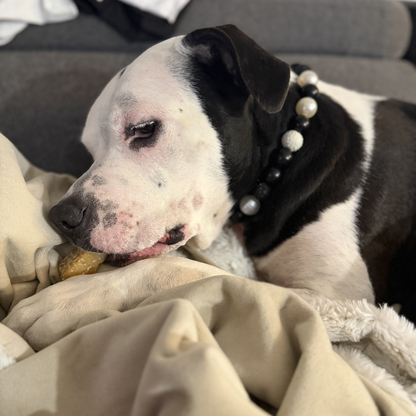 Dog with a pearl collar lying on a blanket, looking sad or tired.