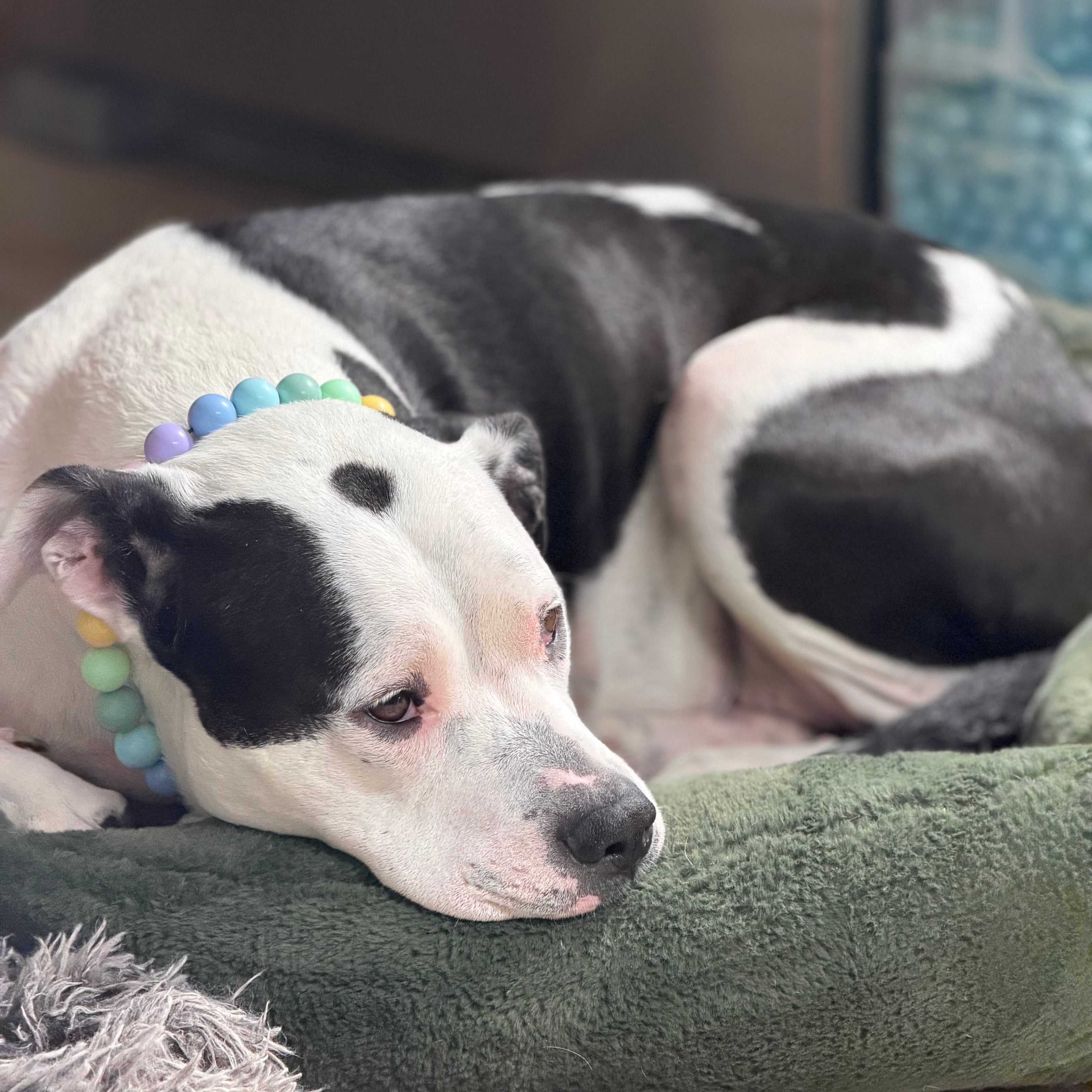 POPNCO Pastel Rainbow beaded Pet Collar. Solid Pastel Rainbow Colors Acrylic and Resin 20mm beads on Aircraft Grade Stainless Steel Wire.  Dog lying on a green cushion with a colorful bead collar