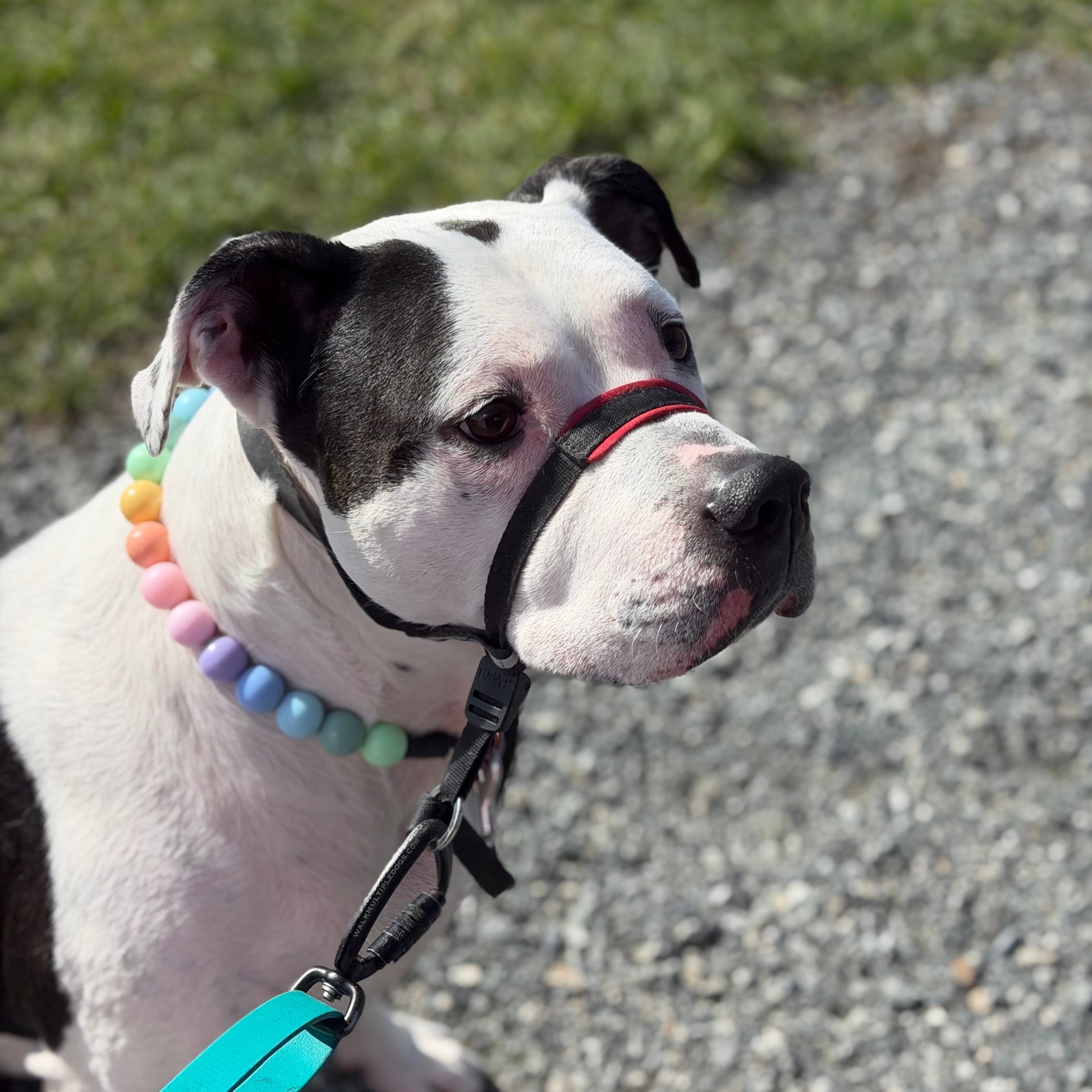 Dog wearing a colorful beaded collar and blue leash on a gravel path with grass in the background