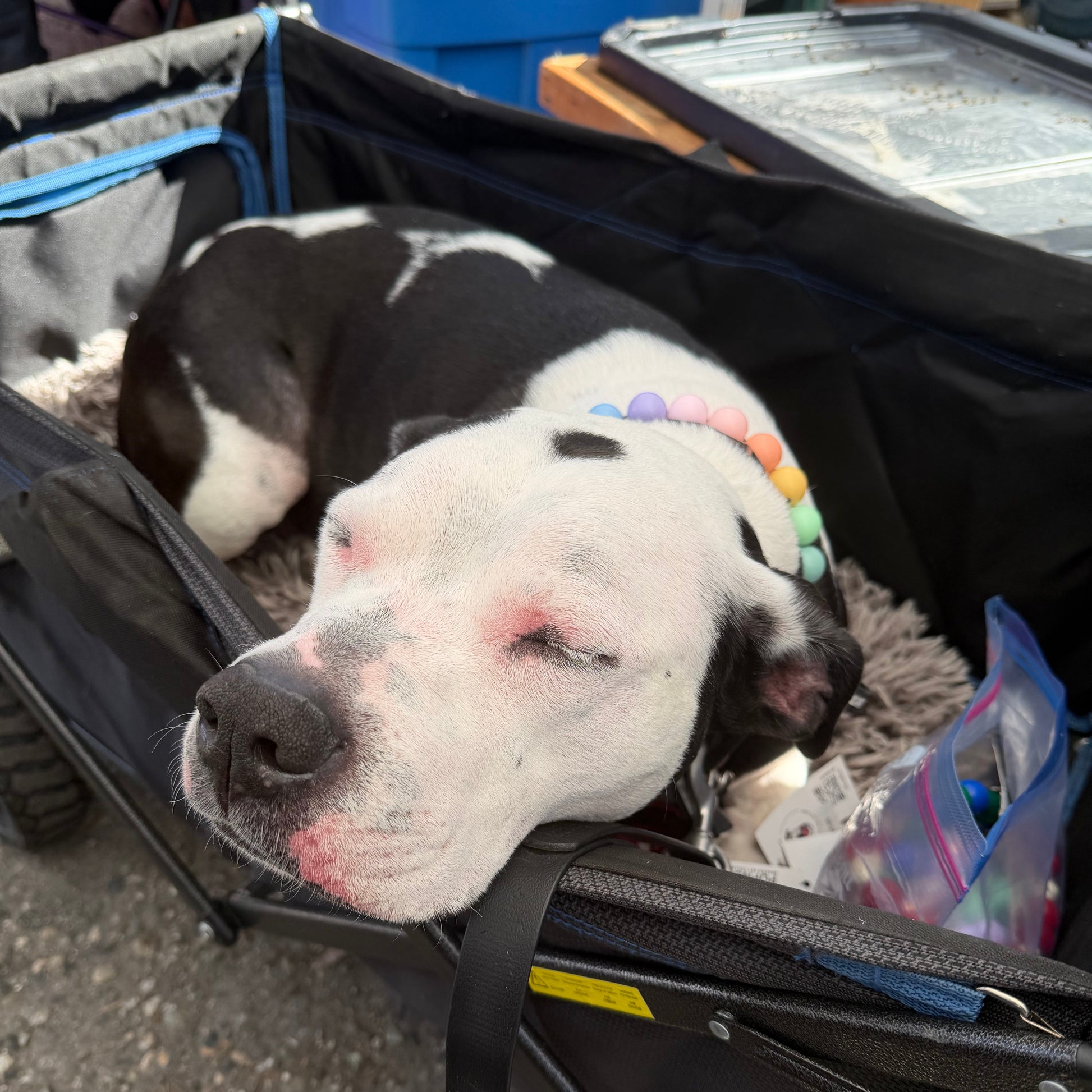 Dog resting inside a stroller on a street