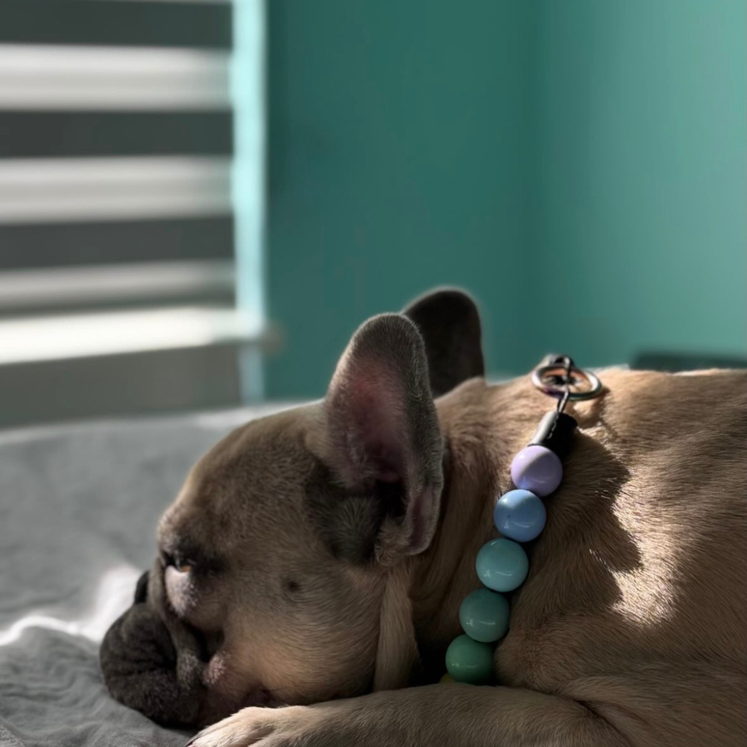 Dog wearing a colorful collar lying on a bed with a teal wall in the background