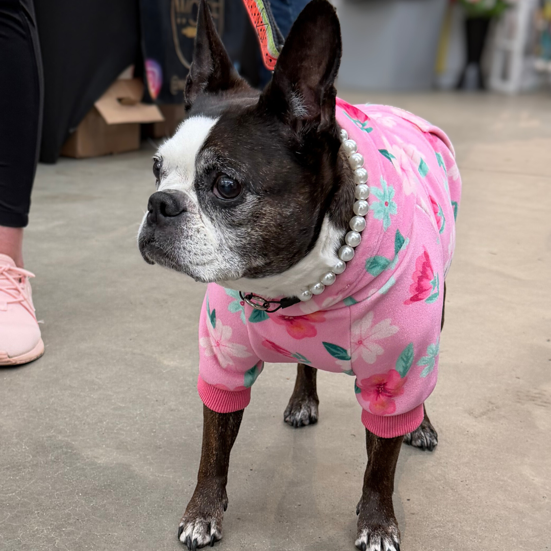 Frenchie dog brown and White wearing a pink floral outfit standing on a concrete surface in  the Pearl 12mm beaded pet collar from POPNCO