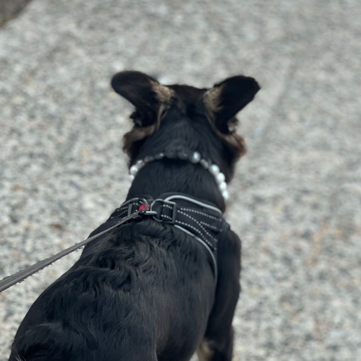 Dog walking on a leash with a small dog icon and text overlay on a gray pavement background