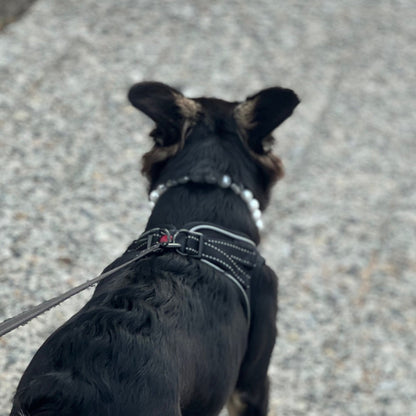 Dog walking on a leash with a small dog icon and text overlay on a gray pavement background