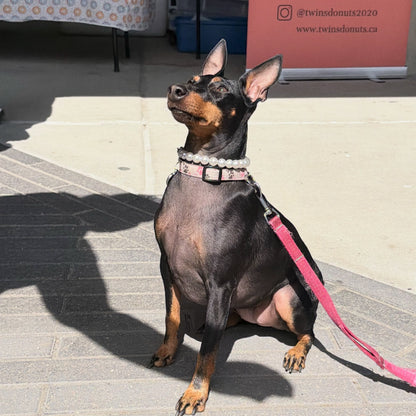 Dog on a leash wearing a Pearl Beaded pet Collar from POPNCO sitting on a pavement with a sign in the background.