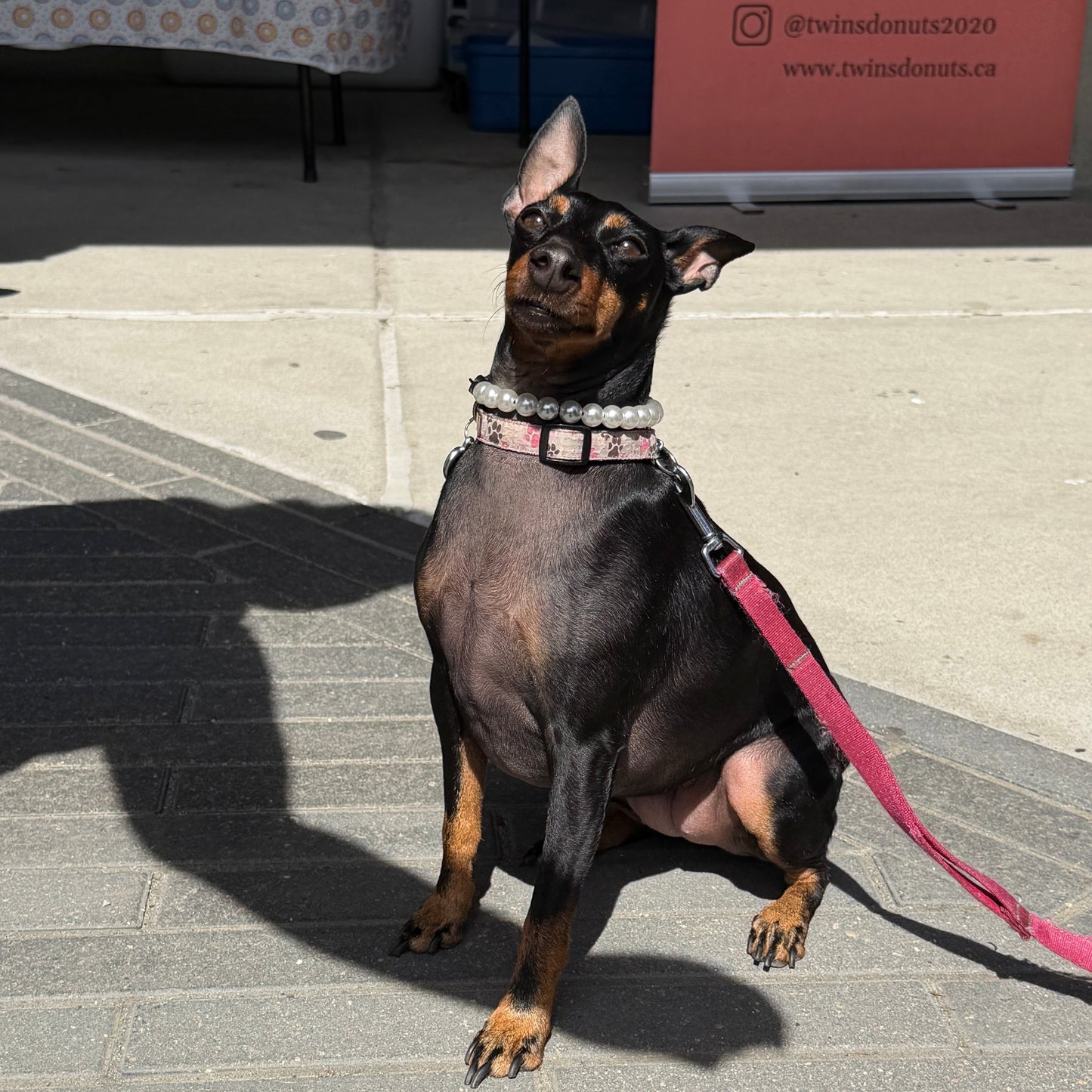 Dog on a leash standing on a sidewalk with a sign in the background