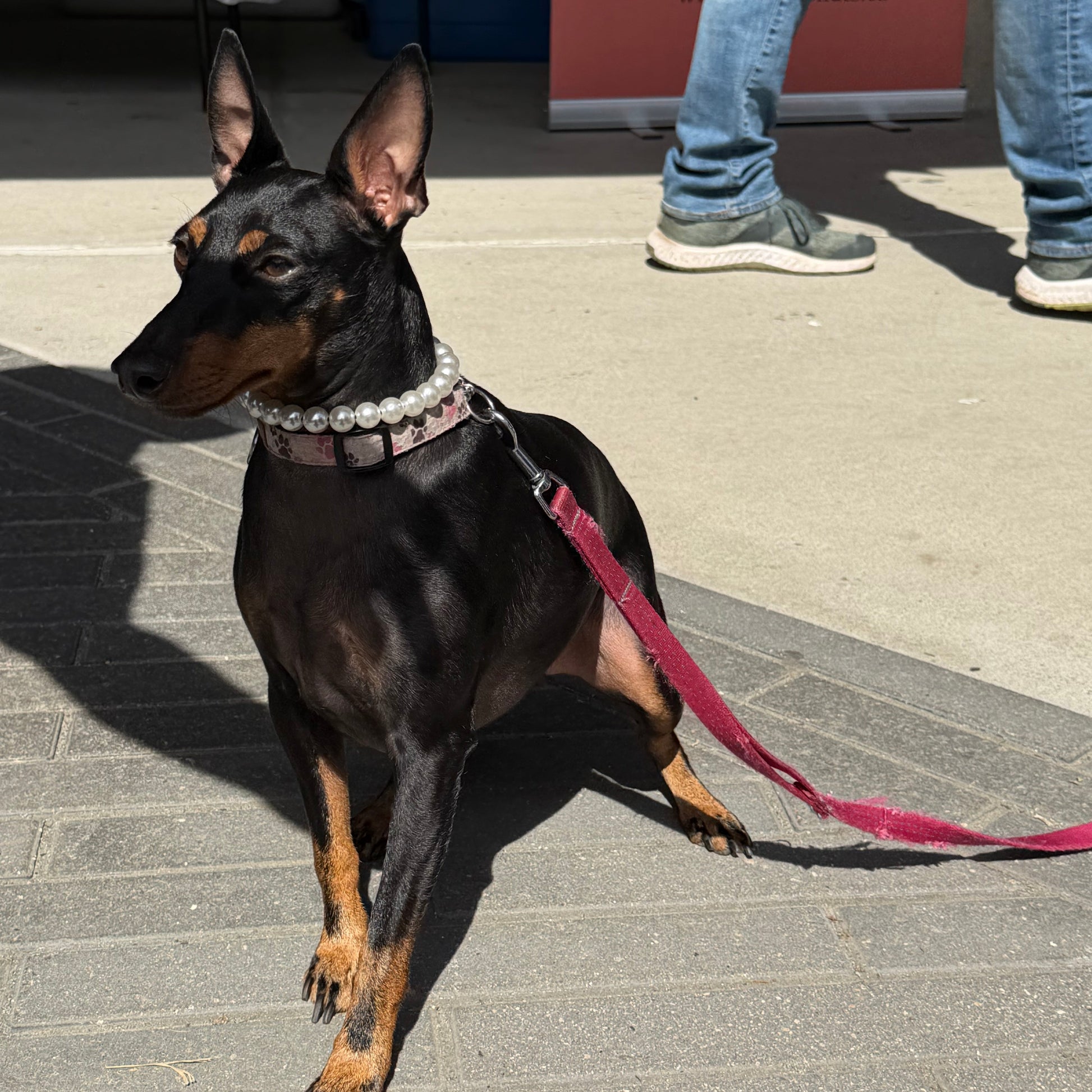 Dog on a leash standing on a pavement with a person partially visible