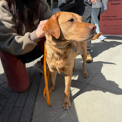 Dog on a leash being held by a person on a sidewalk