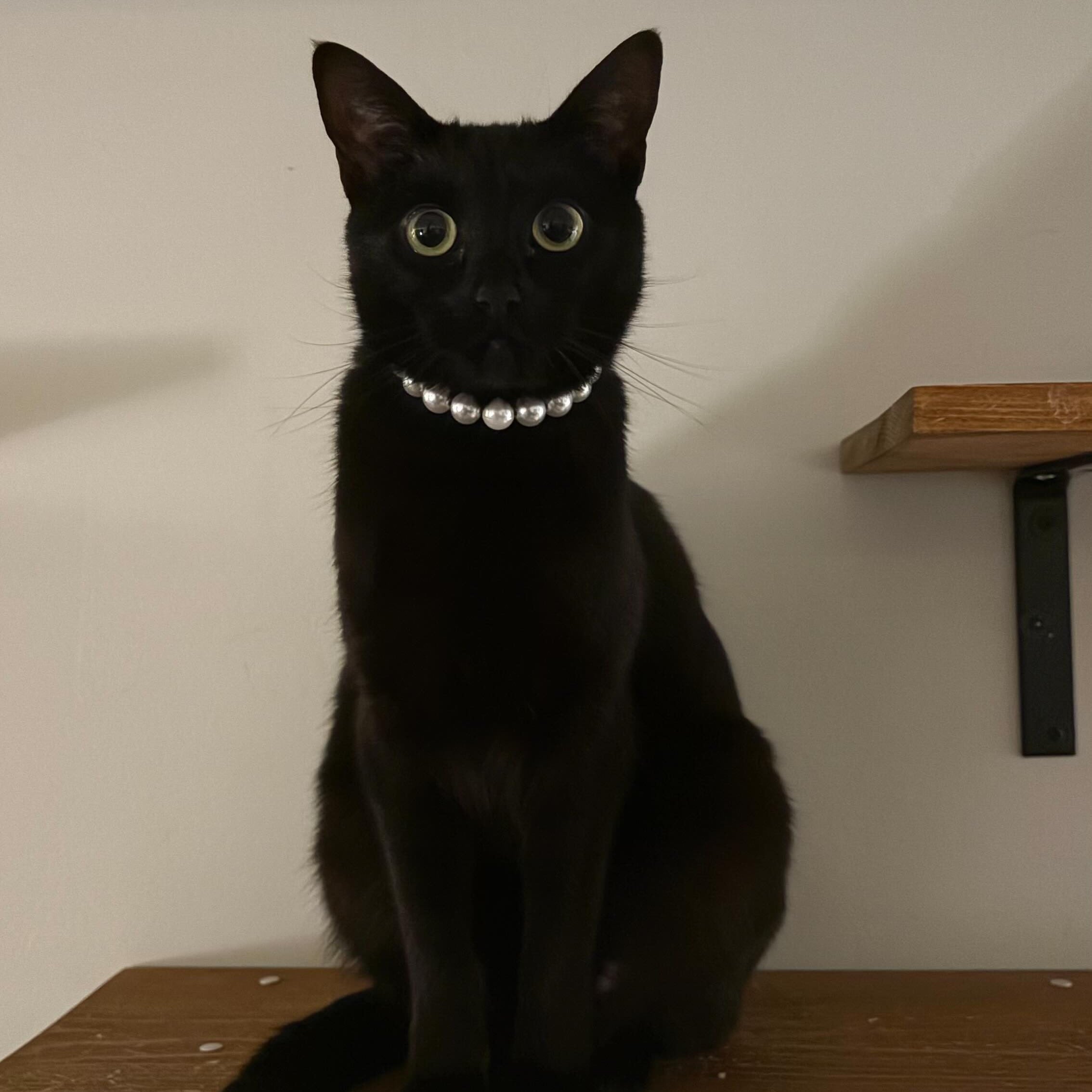 POPNCO Pearl 14mm Beaded pet Collar. Acrylic and Resin beads on Aircraft Grade Stainless Steel Wire. Black cat with a collar sitting on a wooden shelf against a white wall.