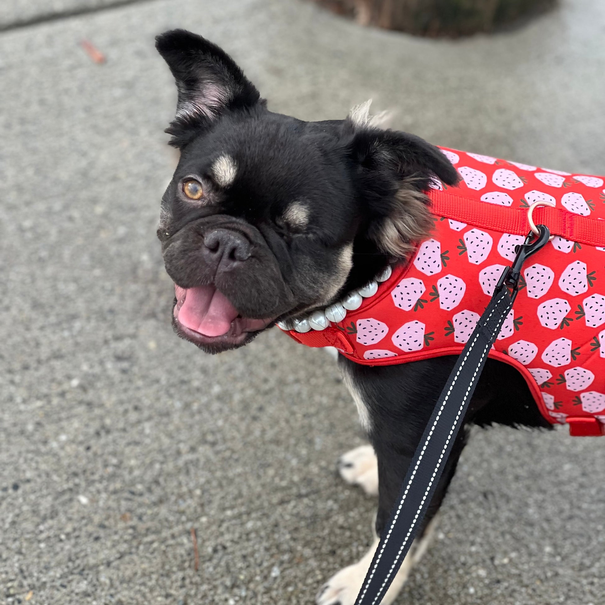 Dog wearing a red strawberry-patterned coat on a concrete surface