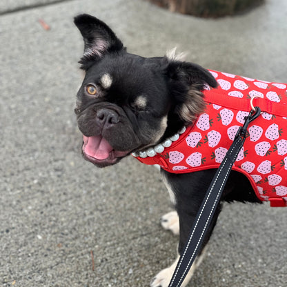 Dog wearing a red strawberry-patterned coat on a concrete surface POPNCO acrylic bead, Acrylic Beads, Bead dog collar, beaded collar, Beaded dog collar, Breathable dog collar, cat collar, Comfortable Dog Collar, dog collar, Durable dog collar, Easy to clean dog collar, fashion collar, handmade, pearl collar, pearl necklace, Pet accessories, pet collar, pittie pearls, popnco, Popnco dog collar, slip on collar, Slip on dog collar, Stylish dog collar