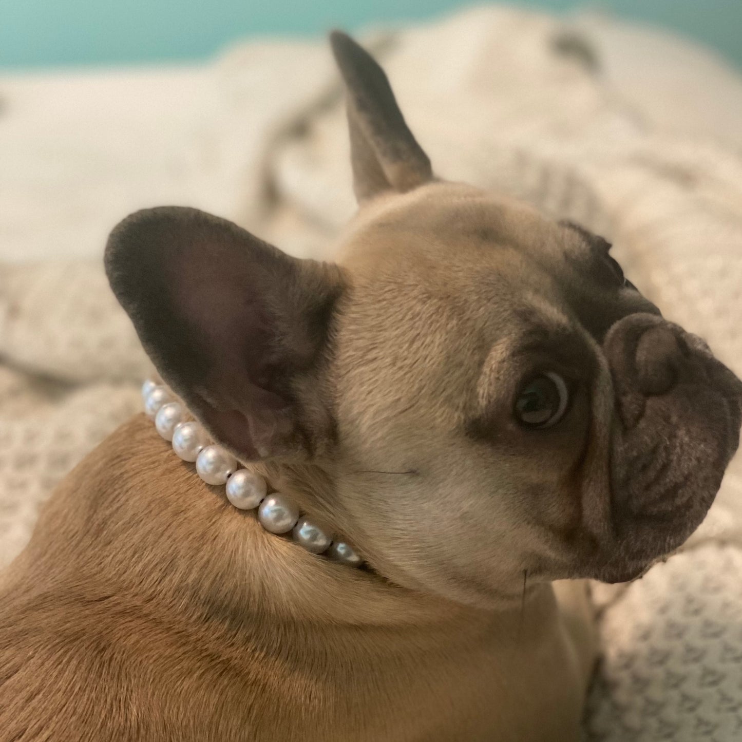Frenchie with her slip on acrylic beaded pearl dog collar.  POPNCO acrylic bead, Acrylic Beads, Bead dog collar, beaded collar, Beaded dog collar, Breathable dog collar, cat collar, Comfortable Dog Collar, dog collar, Durable dog collar, Easy to clean dog collar, fashion collar, handmade, pearl collar, pearl necklace, Pet accessories, pet collar, pittie pearls, popnco, Popnco dog collar, slip on collar, Slip on dog collar, Stylish dog collar