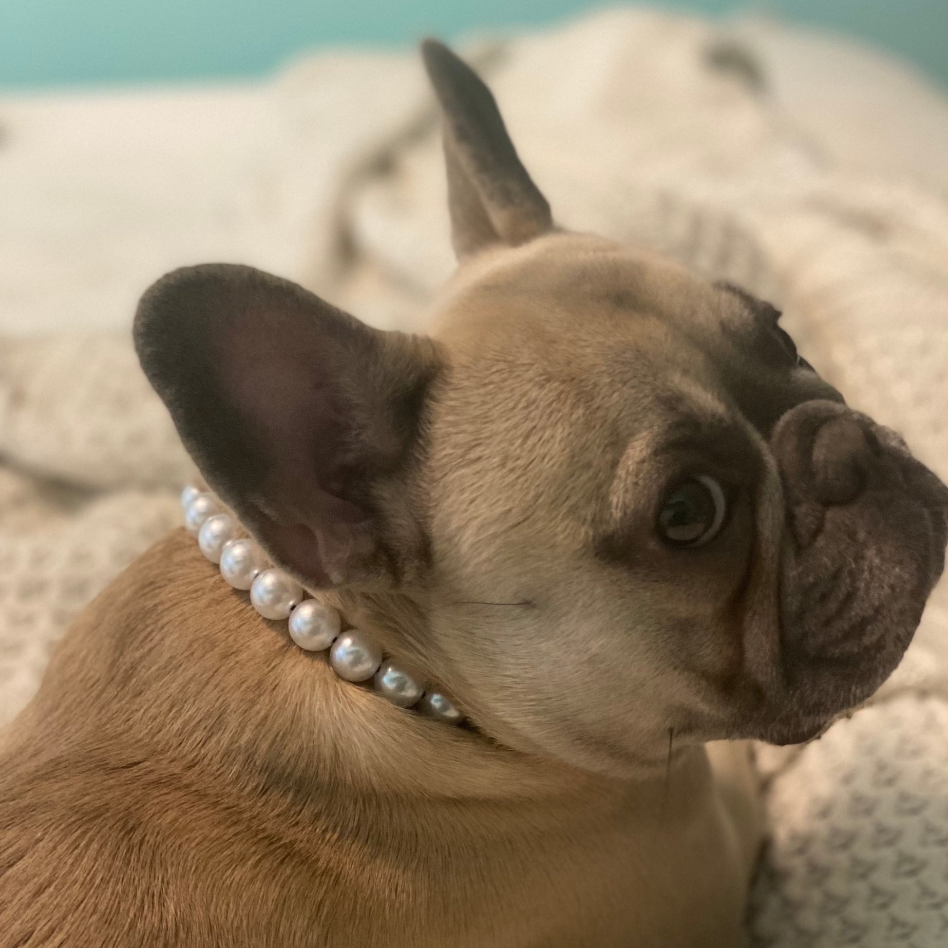 Frenchie with her slip on acrylic beaded pearl dog collar.  POPNCO acrylic bead, Acrylic Beads, Bead dog collar, beaded collar, Beaded dog collar, Breathable dog collar, cat collar, Comfortable Dog Collar, dog collar, Durable dog collar, Easy to clean dog collar, fashion collar, handmade, pearl collar, pearl necklace, Pet accessories, pet collar, pittie pearls, popnco, Popnco dog collar, slip on collar, Slip on dog collar, Stylish dog collar