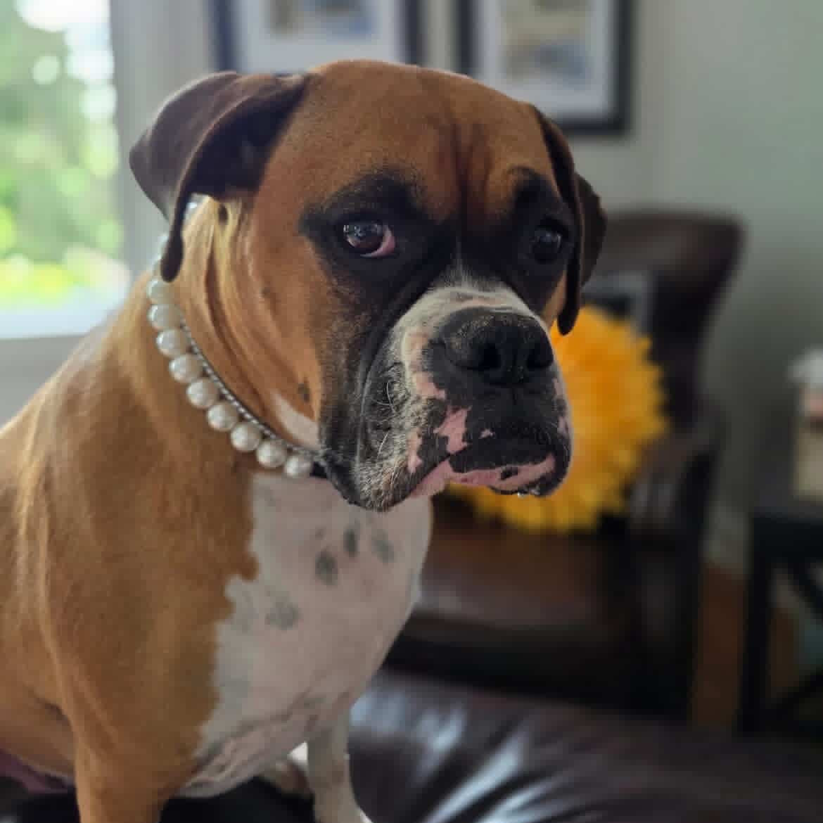 Boxer dog wearing a pearl necklace indoors POPNCO acrylic bead, Acrylic Beads, Bead dog collar, beaded collar, Beaded dog collar, Breathable dog collar, cat collar, Comfortable Dog Collar, dog collar, Durable dog collar, Easy to clean dog collar, fashion collar, handmade, pearl collar, pearl necklace, Pet accessories, pet collar, pittie pearls, popnco, Popnco dog collar, slip on collar, Slip on dog collar, Stylish dog collar
