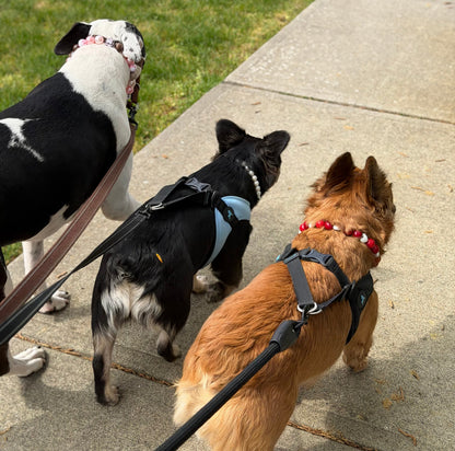 Three dogs on leashes walking on a sidewalk with grass in the background