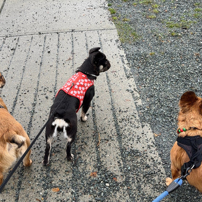 Three dogs on leashes walking on a sidewalk with grass and gravel on either side.