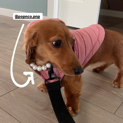 Small dog wearing a pink outfit with a leash, standing on a wooden floor.