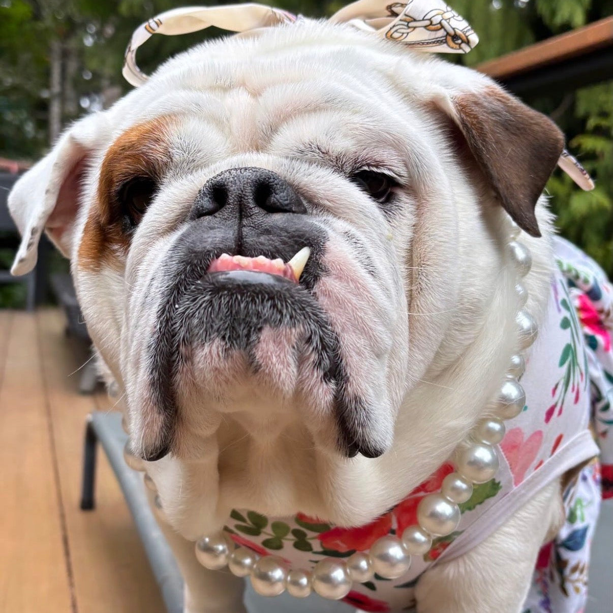 POPNCO Olivia Beaded pet Collar. Dog wearing a pearl necklace with text overlay about supporting local businesses.
