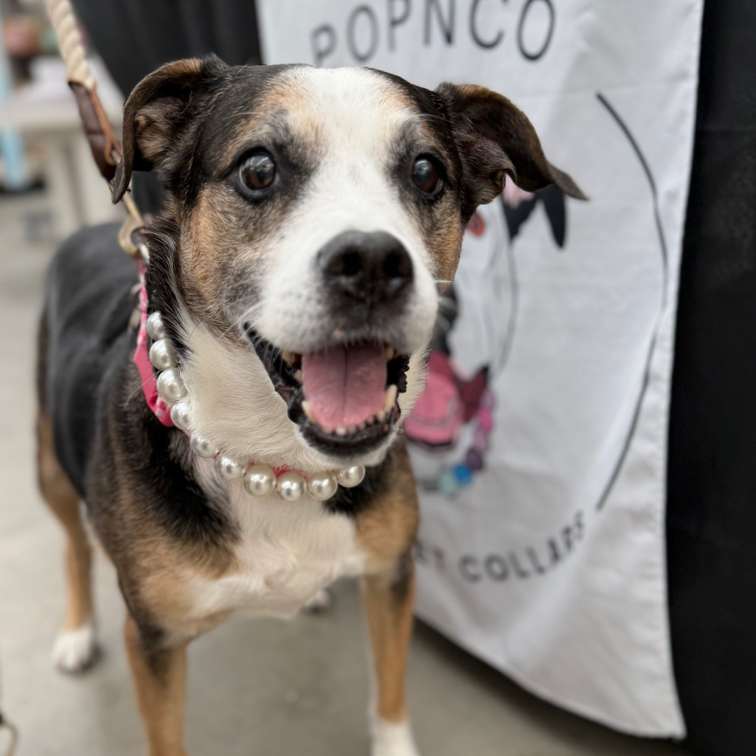 Brown, white and black Dog wearing a pearl necklace with a blurred background from POPNCO Beaded pet Collars