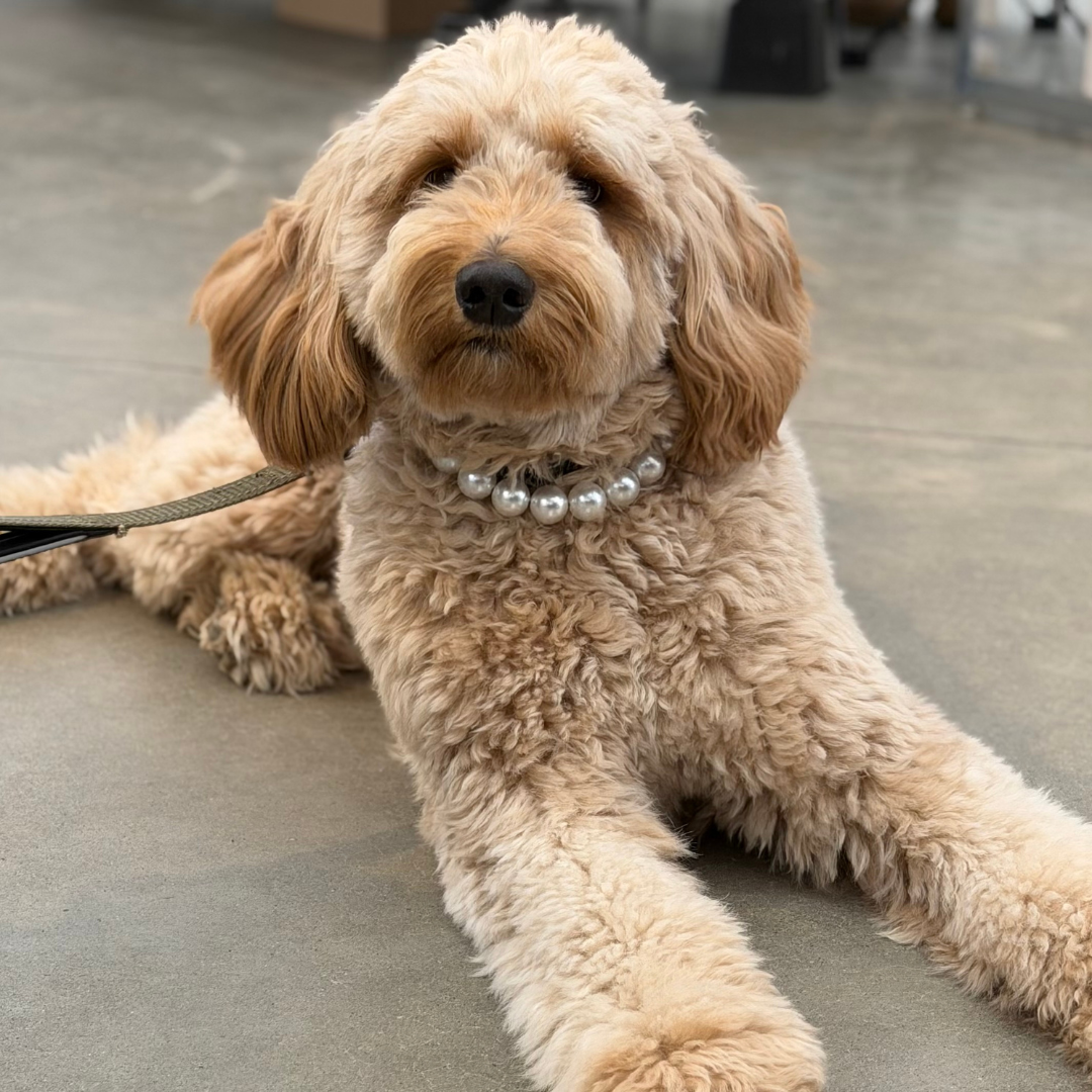 Fluffy dog lying on a floor wearing a pearl necklace.