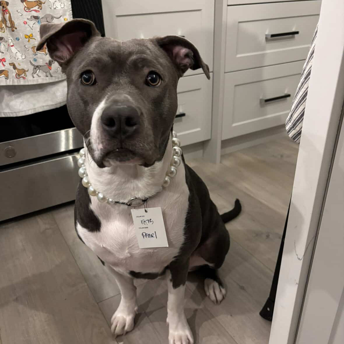 Dog wearing a pearl necklace in a kitchen setting POPNCO beaded collar, Beaded dog collar, Breathable dog collar, cat collar, Comfortable Dog Collar, dog collar, Durable dog collar, Easy to clean dog collar, fashion collar, pearl collar, pearl necklace, Pet accessories, pet collar, petcollar, pittie pearls, popnco, Popnco dog collar, slip on collar, Slip on dog collar, Stylish dog collar