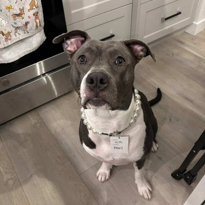 Dog wearing a collar with a name tag in a kitchen