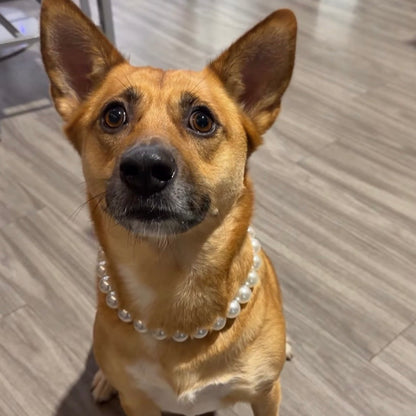 Dog wearing a pearl necklace sitting on a wooden floor. POPNCO beaded collar, Beaded dog collar, Breathable dog collar, cat collar, Comfortable Dog Collar, dog collar, Durable dog collar, Easy to clean dog collar, fashion collar, pearl collar, pearl necklace, Pet accessories, pet collar, petcollar, pittie pearls, popnco, Popnco dog collar, slip on collar, Slip on dog collar, Stylish dog collar