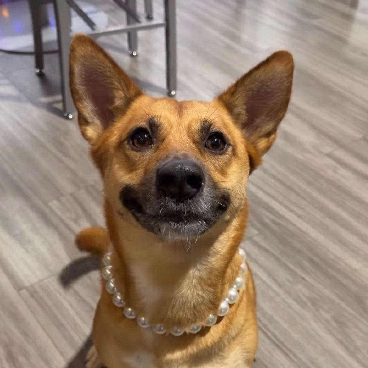 Dog wearing a pearl necklace indoors on a wooden floor POPNCO beaded collar, Beaded dog collar, Breathable dog collar, cat collar, Comfortable Dog Collar, dog collar, Durable dog collar, Easy to clean dog collar, fashion collar, pearl collar, pearl necklace, Pet accessories, pet collar, petcollar, pittie pearls, popnco, Popnco dog collar, slip on collar, Slip on dog collar, Stylish dog collar
