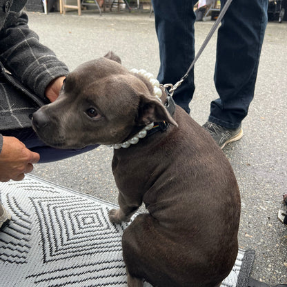 Dog on a leash being held by a person on a street.