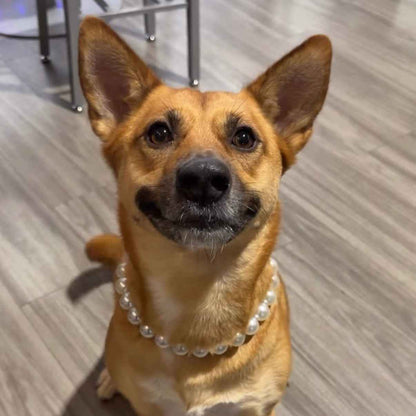 Dog wearing a pearl necklace indoors on a wooden floor