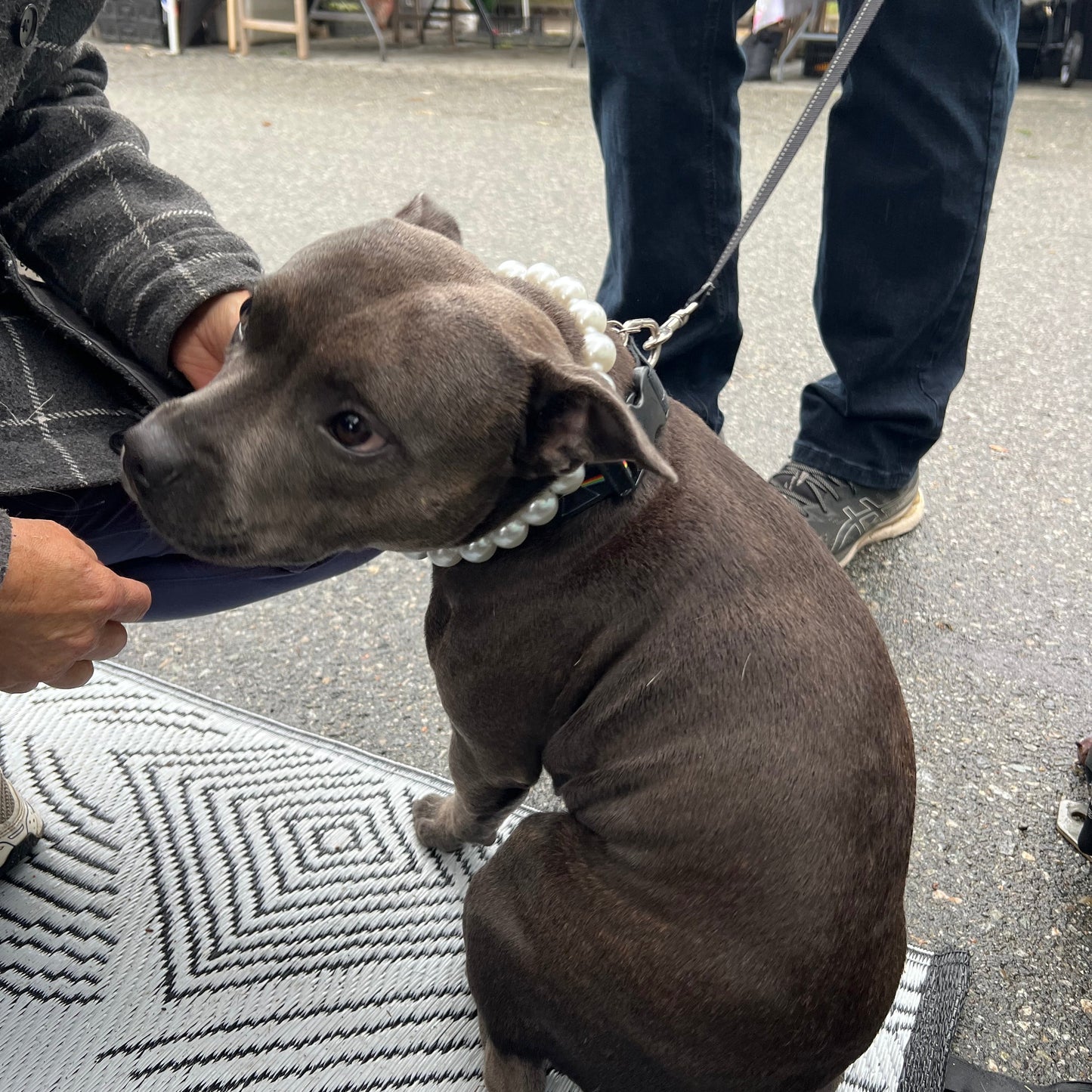 Dog on a leash being held by a person on a street. POPNCO beaded collar, Beaded dog collar, Breathable dog collar, cat collar, Comfortable Dog Collar, dog collar, Durable dog collar, Easy to clean dog collar, fashion collar, pearl collar, pearl necklace, Pet accessories, pet collar, petcollar, pittie pearls, popnco, Popnco dog collar, slip on collar, Slip on dog collar, Stylish dog collar