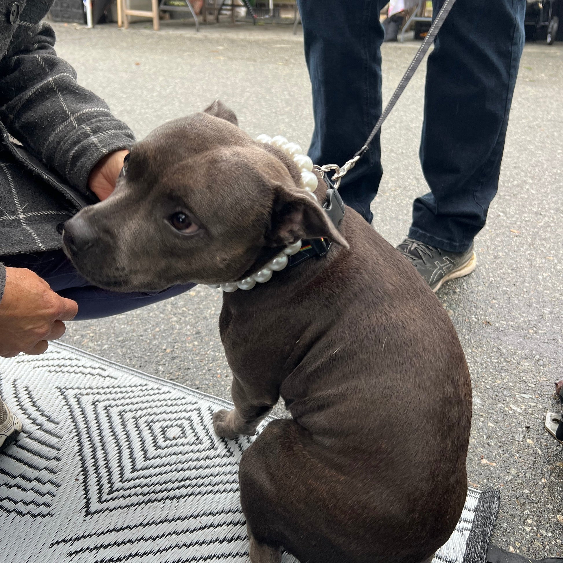 Dog on a leash being held by a person on a street. POPNCO beaded collar, Beaded dog collar, Breathable dog collar, cat collar, Comfortable Dog Collar, dog collar, Durable dog collar, Easy to clean dog collar, fashion collar, pearl collar, pearl necklace, Pet accessories, pet collar, petcollar, pittie pearls, popnco, Popnco dog collar, slip on collar, Slip on dog collar, Stylish dog collar
