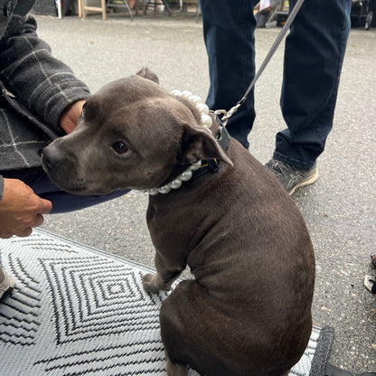 Dog on a leash being held by a person on a street. POPNCO beaded collar, Beaded dog collar, Breathable dog collar, cat collar, Comfortable Dog Collar, dog collar, Durable dog collar, Easy to clean dog collar, fashion collar, pearl collar, pearl necklace, Pet accessories, pet collar, petcollar, pittie pearls, popnco, Popnco dog collar, slip on collar, Slip on dog collar, Stylish dog collar