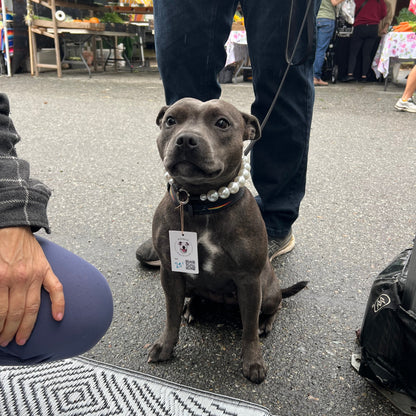 Dog on a leash held by a person with a blurred background